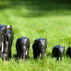 022813_Illegal Ivory Trade_wwarby